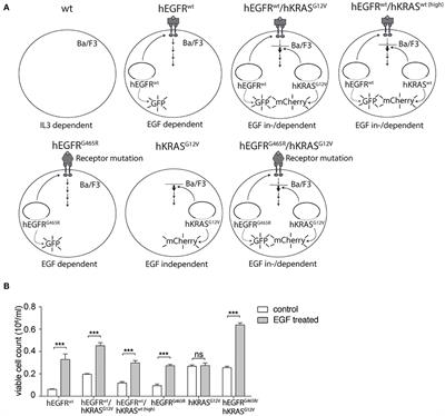 Cancer Cells Expressing Oncogenic Rat Sarcoma Show Drug-Addiction Toward Epidermal Growth Factor Receptor Antibodies Mediated by Sustained MAPK Signaling